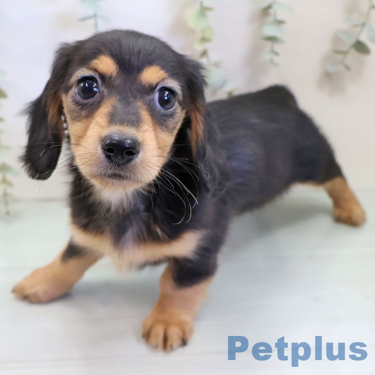 大阪府のミニチュアダックスフンド(ロング) (ペットプラス 堺北花田店/2025年10月6日生まれ/女の子/ブラックタン)の子犬の1枚目の画像