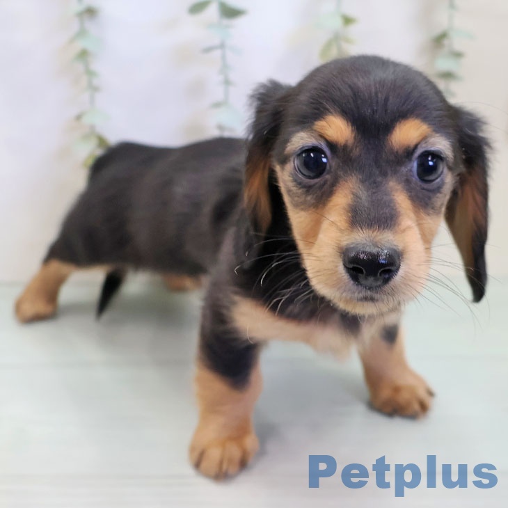 大阪府のミニチュアダックスフンド(ロング) (ペットプラス 堺北花田店/2025年10月6日生まれ/女の子/ブラックタン)の子犬の2枚目の画像