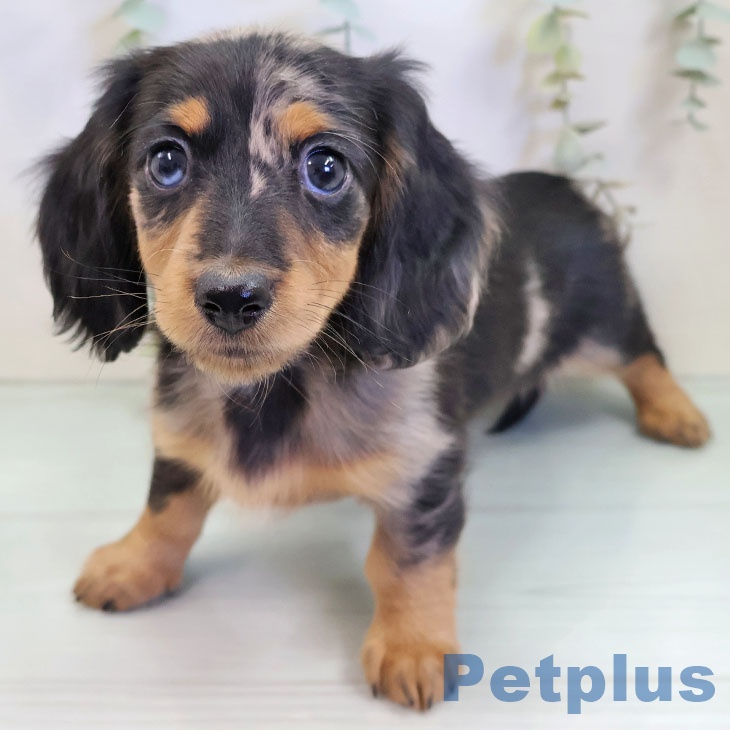 ミニチュア・ダックスフンド