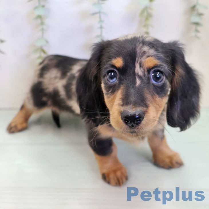 ミニチュア・ダックスフンド