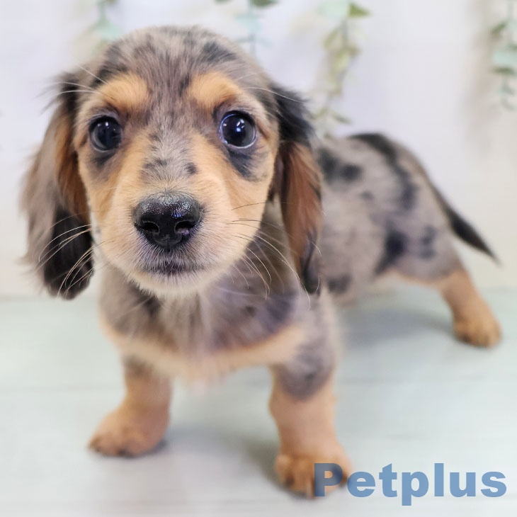 ミニチュア・ダックスフンド