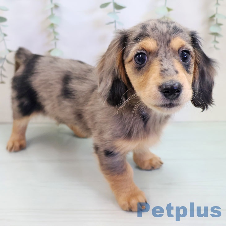 ミニチュア・ダックスフンドの写真2