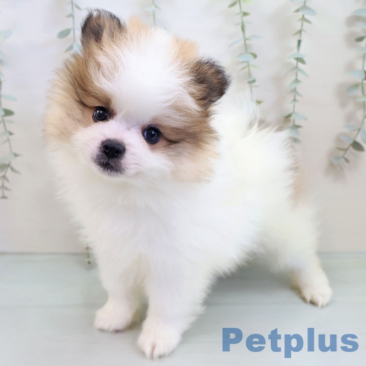 ポメラニアンの写真2