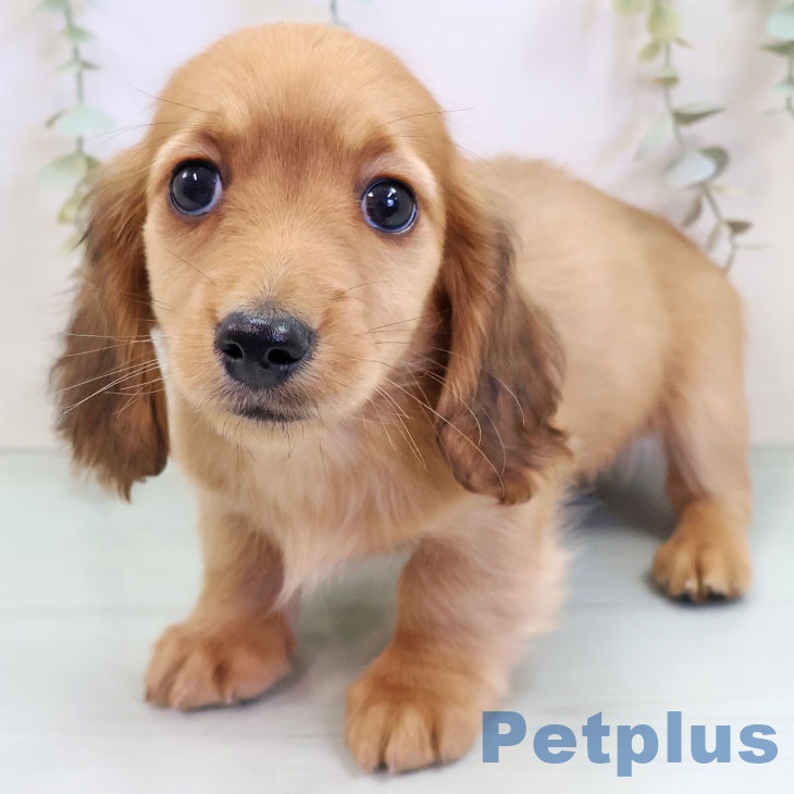 京都府のミニチュアダックスフンド(ロング) (ペットプラス 久御山店/2025年10月6日生まれ/男の子/レッド)の子犬