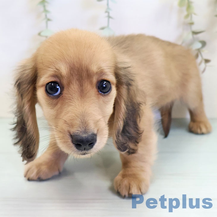 大阪府のミニチュアダックスフンド(ロング) (ペットプラス 四條畷店/2025年10月6日生まれ/女の子/レッド)の子犬の1枚目の画像