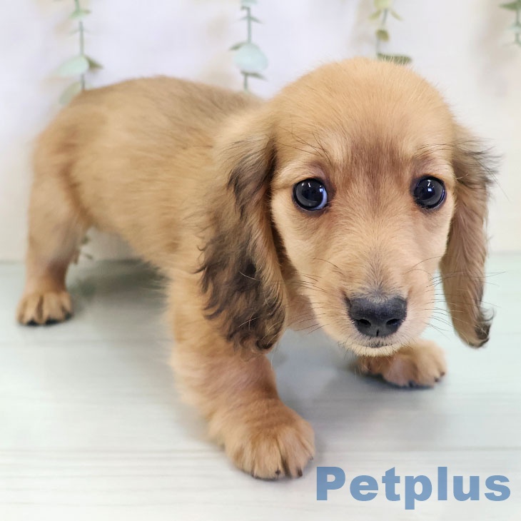 大阪府のミニチュアダックスフンド(ロング) (ペットプラス 四條畷店/2025年10月6日生まれ/女の子/レッド)の子犬の2枚目の画像