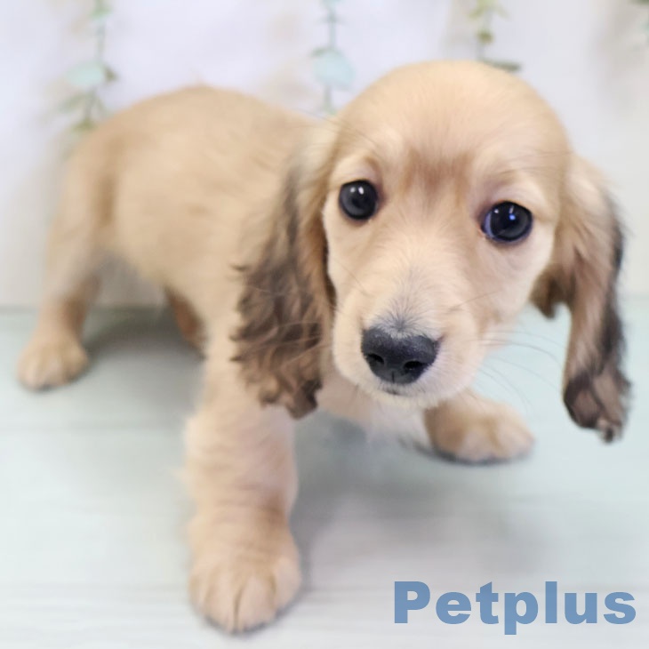 ミニチュア・ダックスフンド