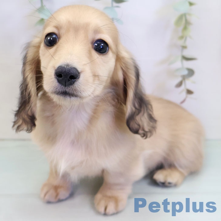 ミニチュア・ダックスフンドの写真2