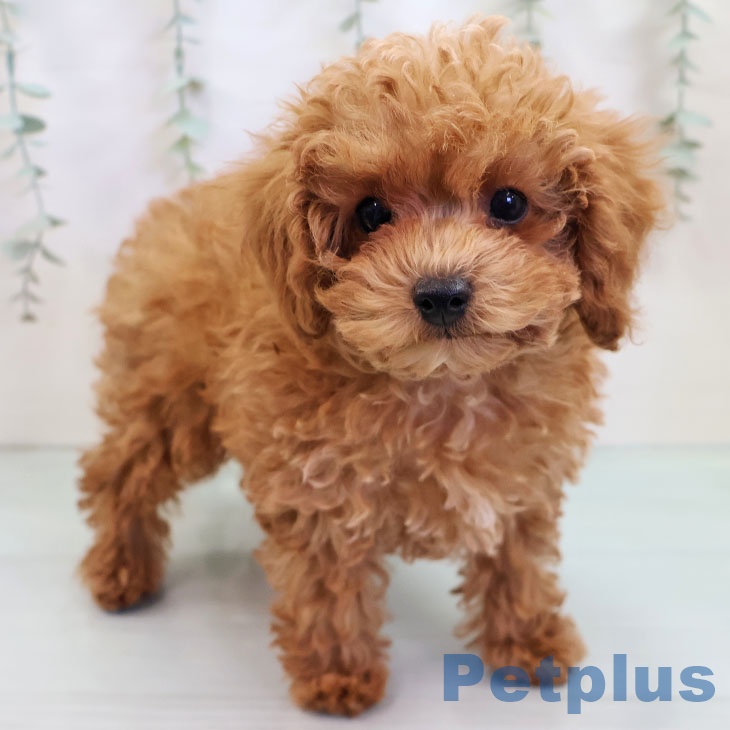 トイ・プードル