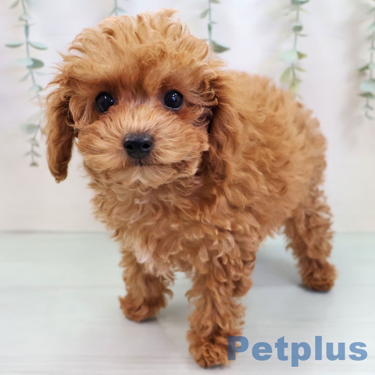 トイ・プードル