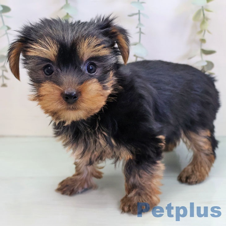 ヨークシャー・テリア