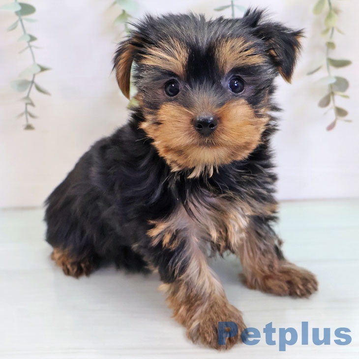 ヨークシャー・テリア