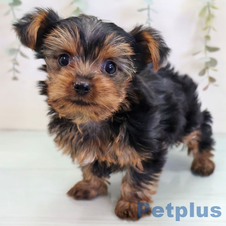 ヨークシャー・テリア