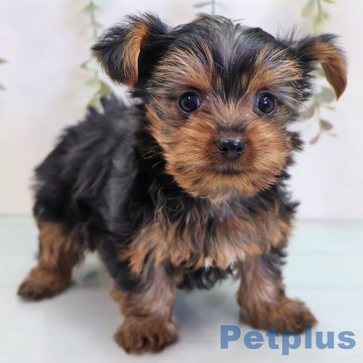 ヨークシャー・テリア