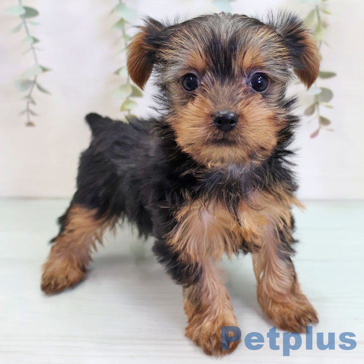 ヨークシャー・テリア