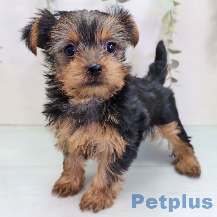 ヨークシャー・テリア