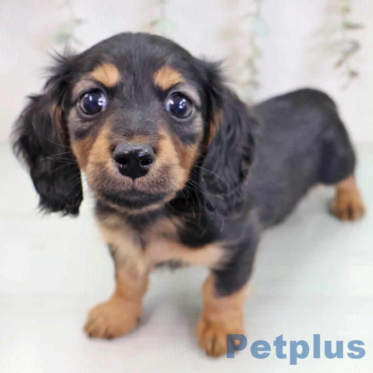 京都府のカニンヘンダックスフンド(ロング) (ペットプラス 醍醐店/2025年10月5日生まれ/男の子/ブラックタン)の子犬の1枚目の画像
