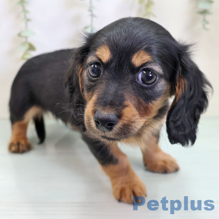 京都府のカニンヘンダックスフンド(ロング) (ペットプラス 醍醐店/2025年10月5日生まれ/男の子/ブラックタン)の子犬の2枚目の画像