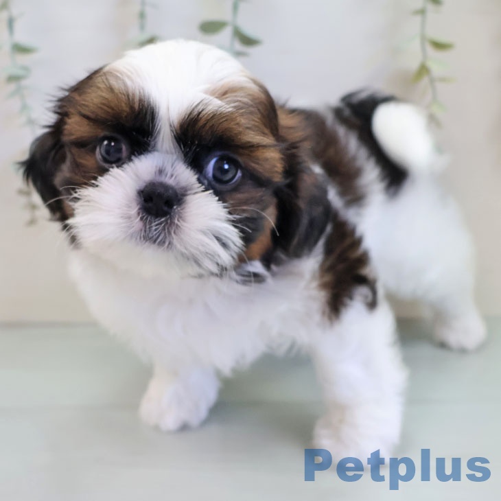 京都府のシーズー (ペットプラス 京都桂川店/2025年10月6日生まれ/男の子/ゴールドホワイト)の子犬の1枚目の画像