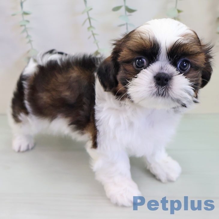 京都府のシーズー (ペットプラス 京都桂川店/2025年10月6日生まれ/男の子/ゴールドホワイト)の子犬の2枚目の画像