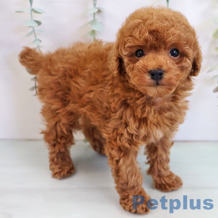 トイ・プードル