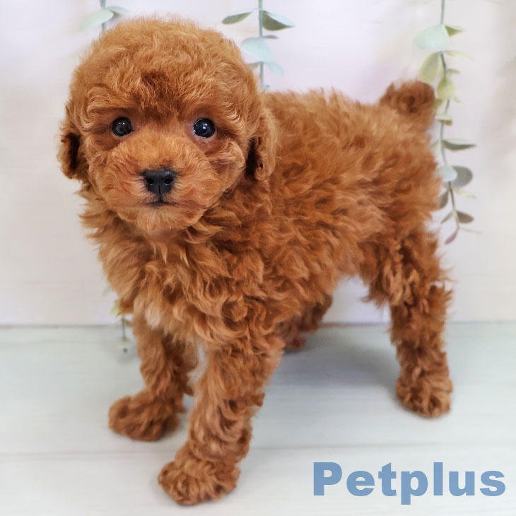 トイ・プードル