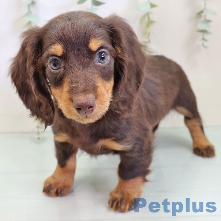 大阪府のミニチュアダックスフンド(ロング) (ペットプラス ららぽーと和泉店/2025年10月7日生まれ/男の子/チョコレートタン)の子犬の1枚目の画像