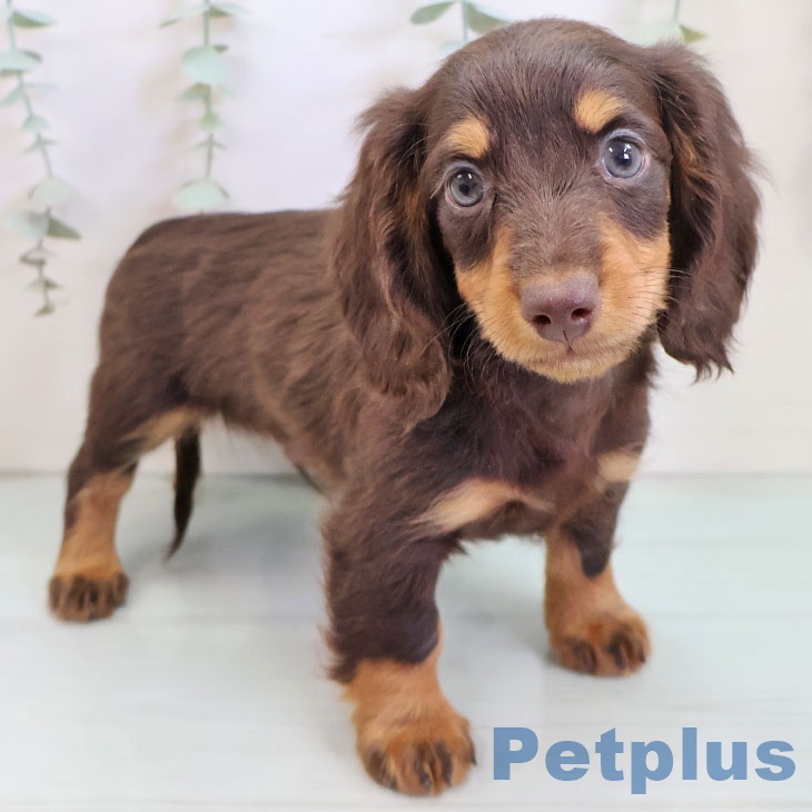 大阪府のミニチュアダックスフンド(ロング) (ペットプラス ららぽーと和泉店/2025年10月7日生まれ/男の子/チョコレートタン)の子犬の2枚目の画像