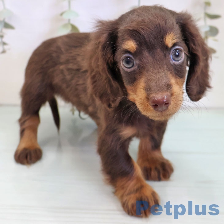 ミニチュア・ダックスフンド