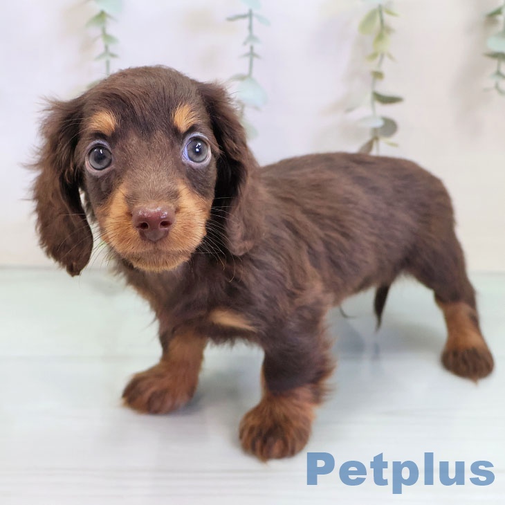 ミニチュア・ダックスフンドの写真2