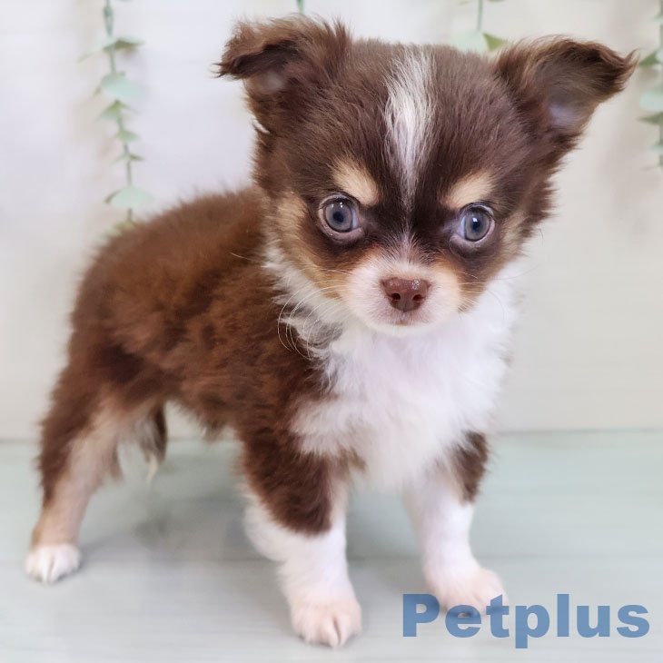 福岡県のチワワ(ロング) (ペットプラス 八幡東店/2025年10月6日生まれ/男の子/チョコレートタンホワイト)の子犬
