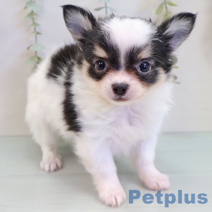 熊本県のチワワ(ロング) (ペットプラス 熊本店/2025年10月7日生まれ/男の子/ホワイトブラックタン)の子犬の1枚目の画像