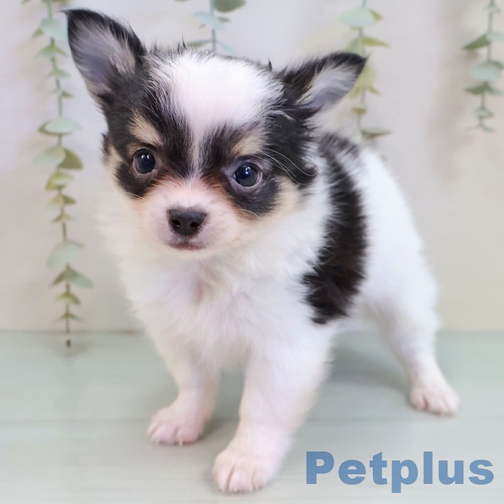 熊本県のチワワ(ロング) (ペットプラス 熊本店/2025年10月7日生まれ/男の子/ホワイトブラックタン)の子犬の2枚目の画像
