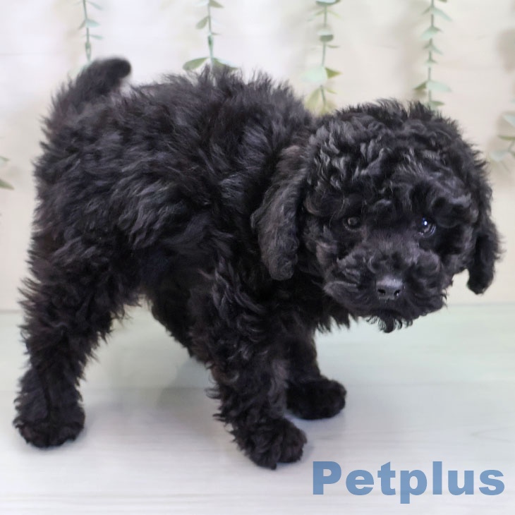 大阪府のトイプードル(トイ) (ペットプラス りんくう泉南店/2025年10月5日生まれ/男の子/ブラック)の子犬の1枚目の画像
