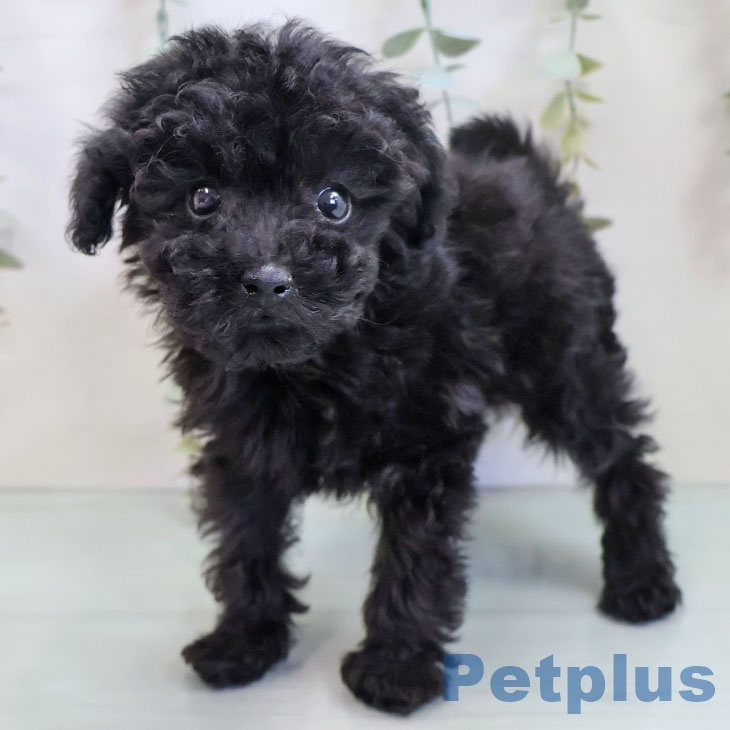 奈良県のトイプードル(トイ) (ペットプラス 大和郡山店/2025年10月6日生まれ/男の子/ブラック)の子犬の1枚目の画像