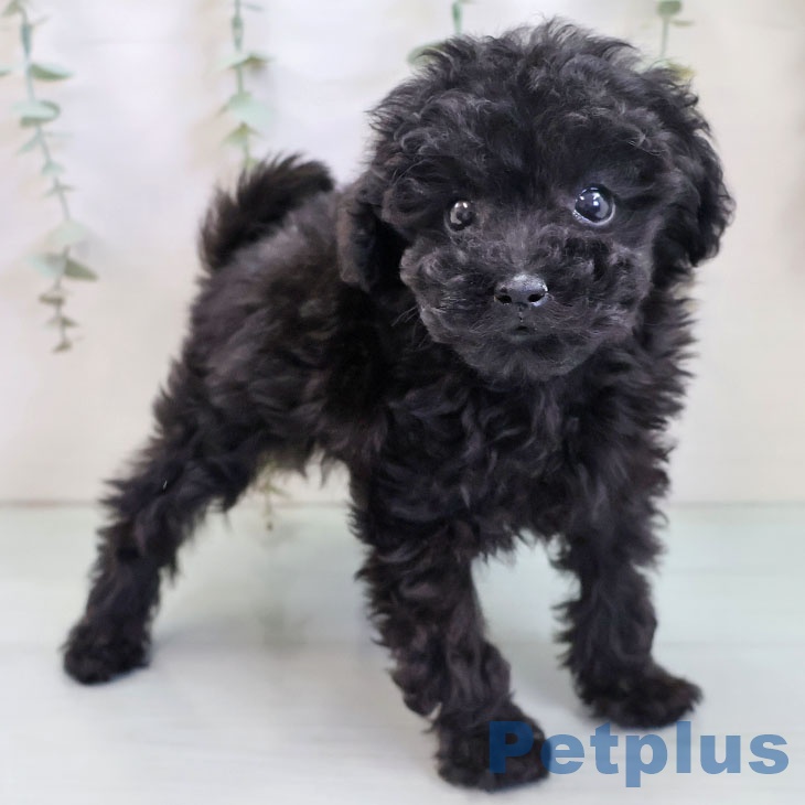奈良県のトイプードル(トイ) (ペットプラス 大和郡山店/2025年10月6日生まれ/男の子/ブラック)の子犬の2枚目の画像