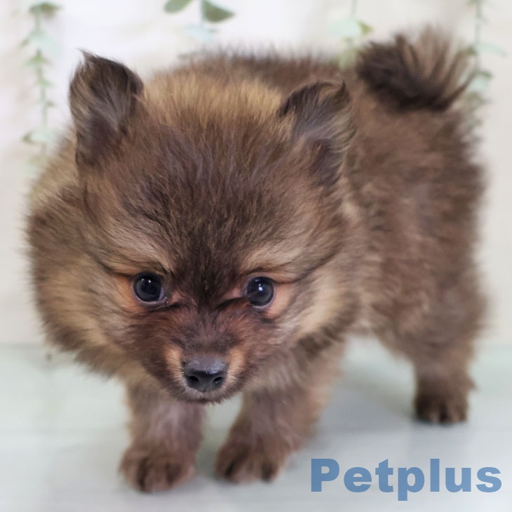 ポメラニアンの写真2