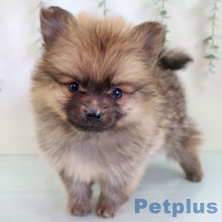 福岡県のポメラニアン (ペットプラス 春日店/2025年10月9日生まれ/男の子/オレンジセーブル)の子犬の1枚目の画像