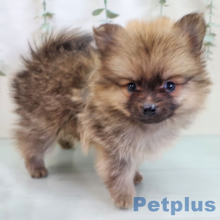 福岡県のポメラニアン (ペットプラス 春日店/2025年10月9日生まれ/男の子/オレンジセーブル)の子犬の2枚目の画像