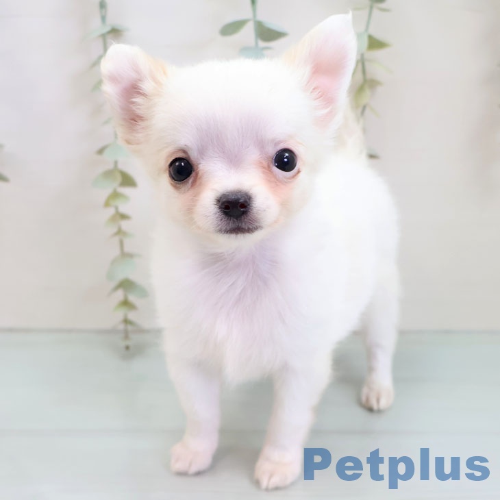 福岡県のチワワ(ロング) (ペットプラス 小倉南店/2025年10月9日生まれ/男の子/ホワイトクリーム)の子犬の1枚目の画像