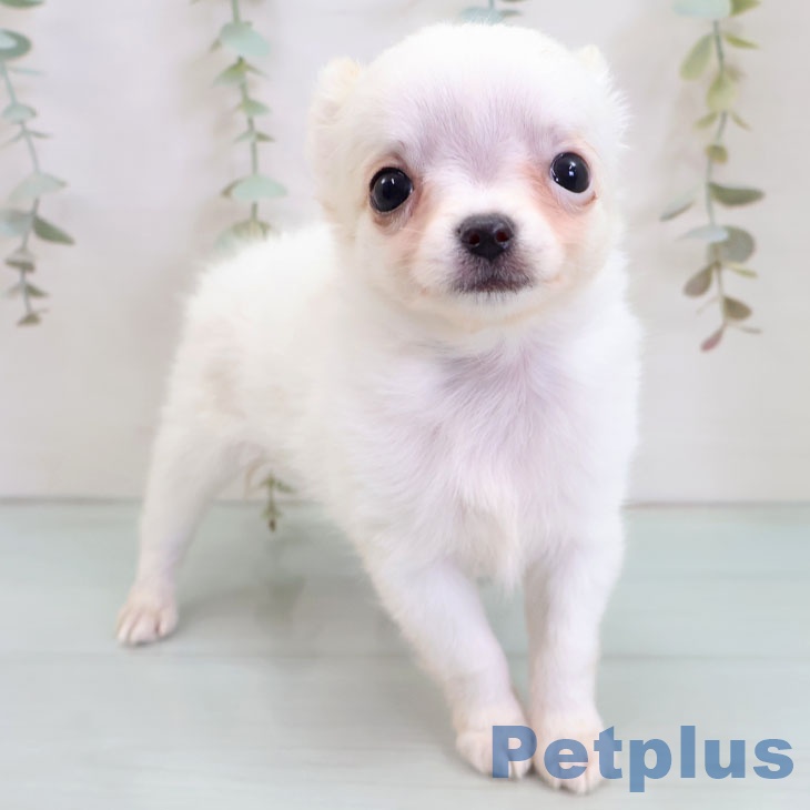 福岡県のチワワ(ロング) (ペットプラス 小倉南店/2025年10月9日生まれ/男の子/ホワイトクリーム)の子犬の2枚目の画像