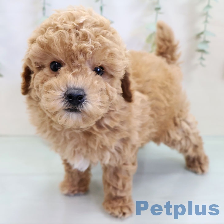 トイ・プードル