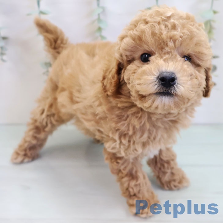 トイ・プードル