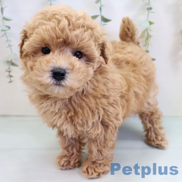 奈良県のトイプードル(トイ) (ペットプラス 大和郡山店/2025年10月9日生まれ/男の子/アプリコット)の子犬の1枚目の画像