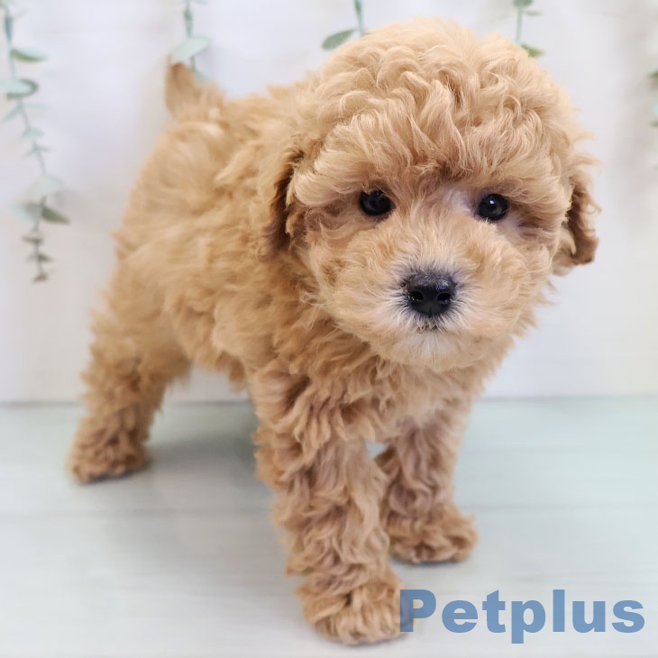 奈良県のトイプードル(トイ) (ペットプラス 大和郡山店/2025年10月9日生まれ/男の子/アプリコット)の子犬の2枚目の画像