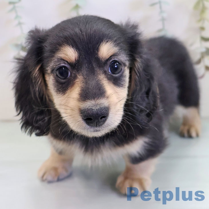 ミニチュア・ダックスフンド