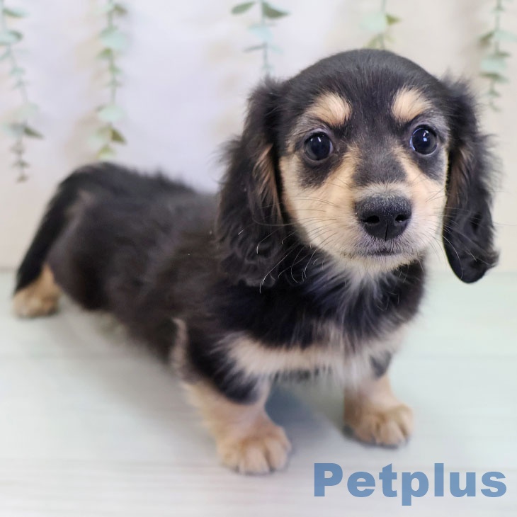 ミニチュア・ダックスフンド