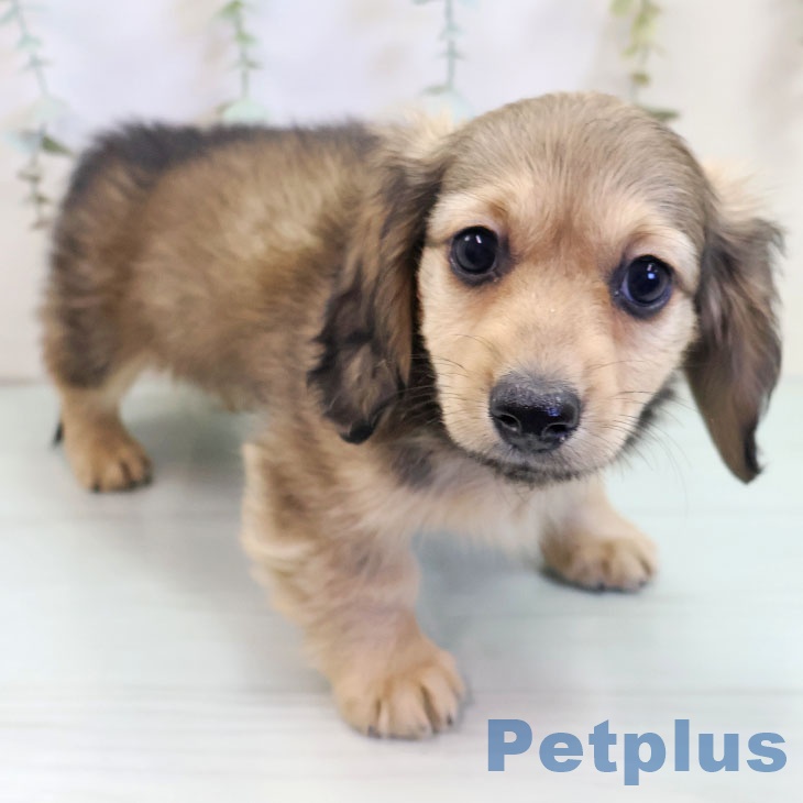 新潟県のミニチュアダックスフンド(ロング) (ペットプラス 新潟南店/2025年10月6日生まれ/男の子/シェーデットイエロー)の子犬の1枚目の画像