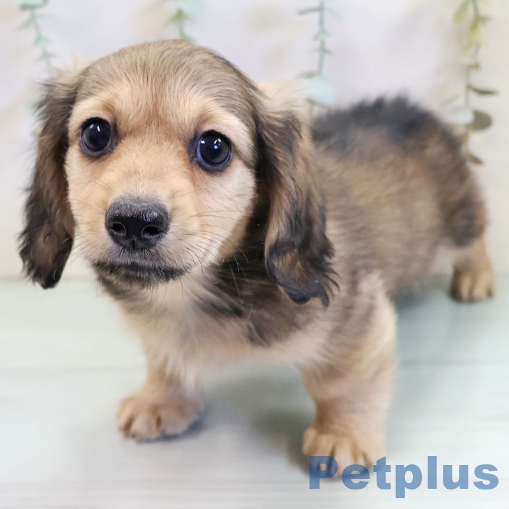 新潟県のミニチュアダックスフンド(ロング) (ペットプラス 新潟南店/2025年10月6日生まれ/男の子/シェーデットイエロー)の子犬の2枚目の画像