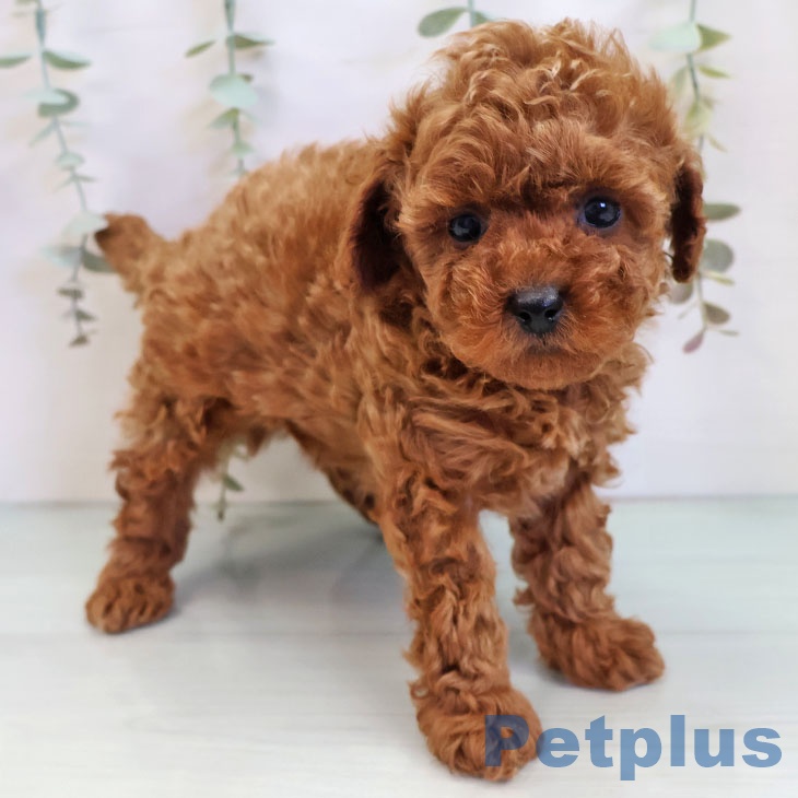 トイ・プードル